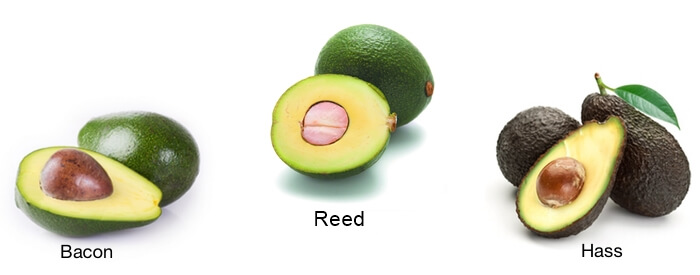 Avocado Varieties