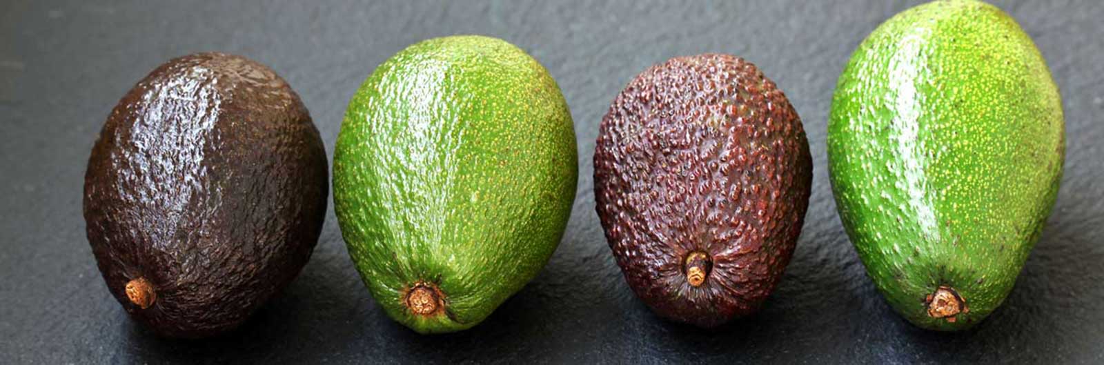 Variedades de aguacate