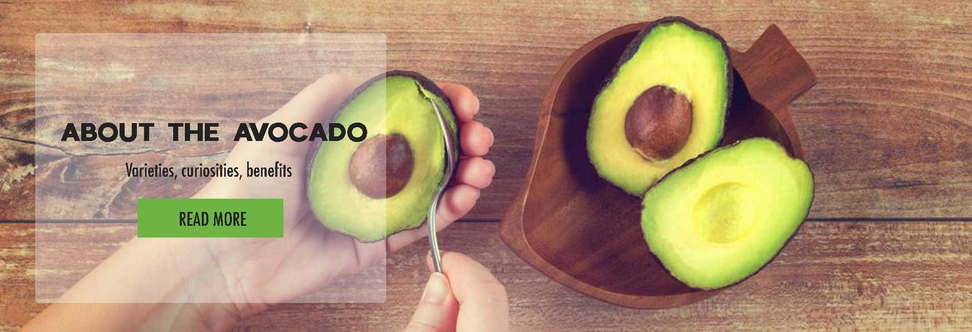 About the avocado